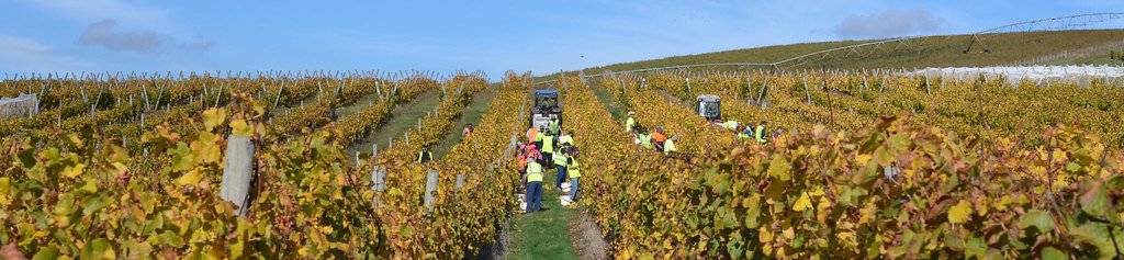 Pipers Brook Vineyard wine grape harvest panorama, vintage 2015